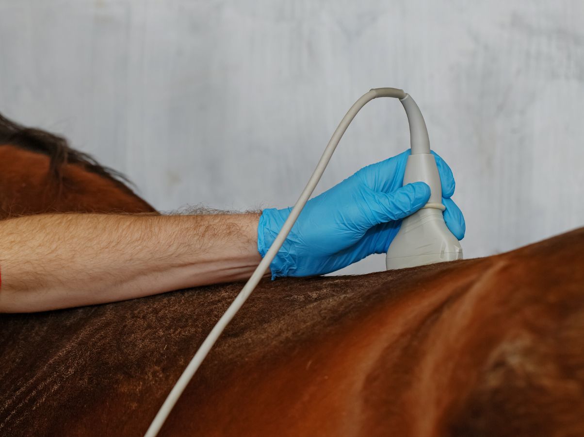 A veterinarian conducting an ultrasound examination on a horse