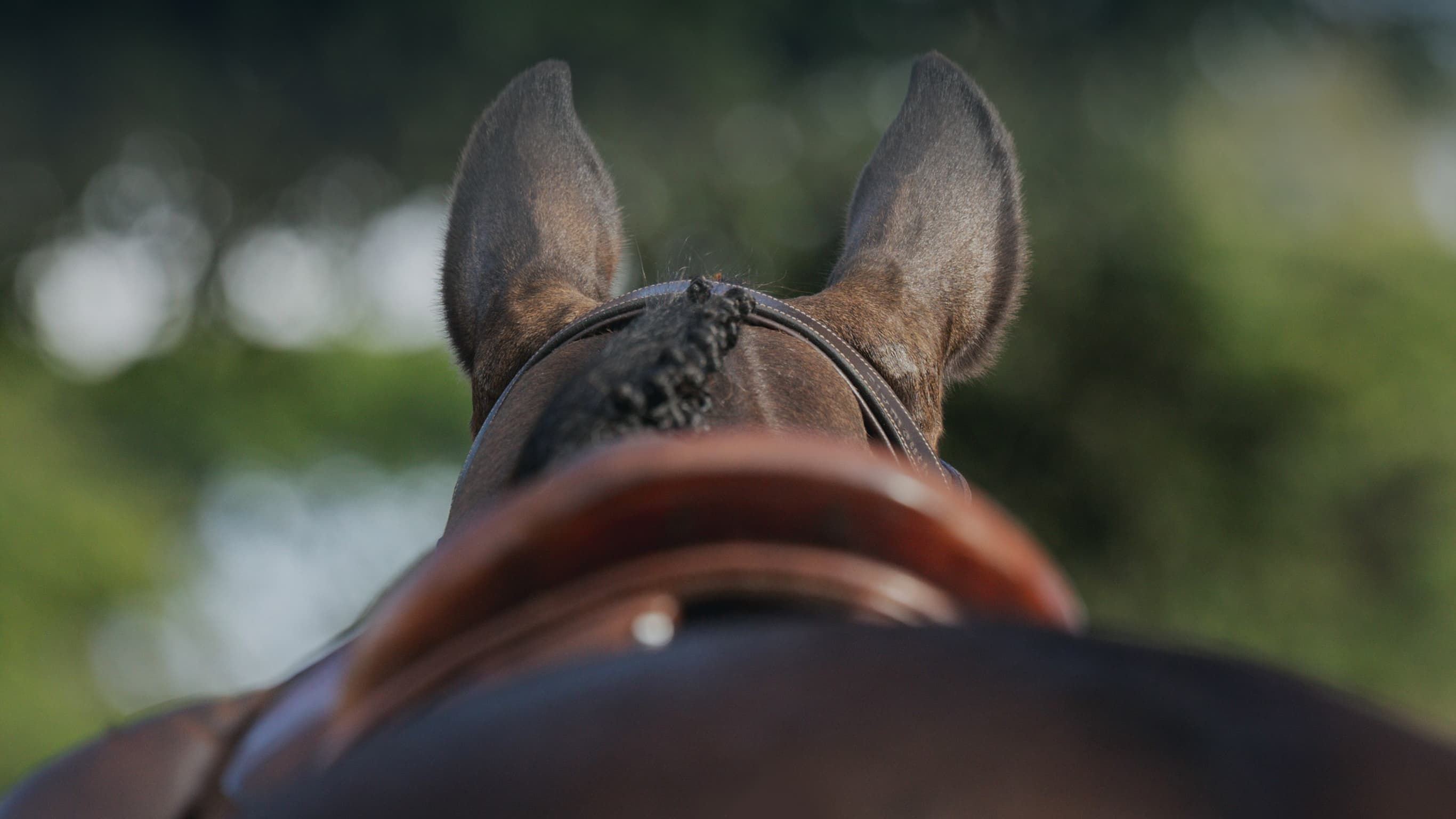 View from the saddle between a horse's ears, bridle and mane visible