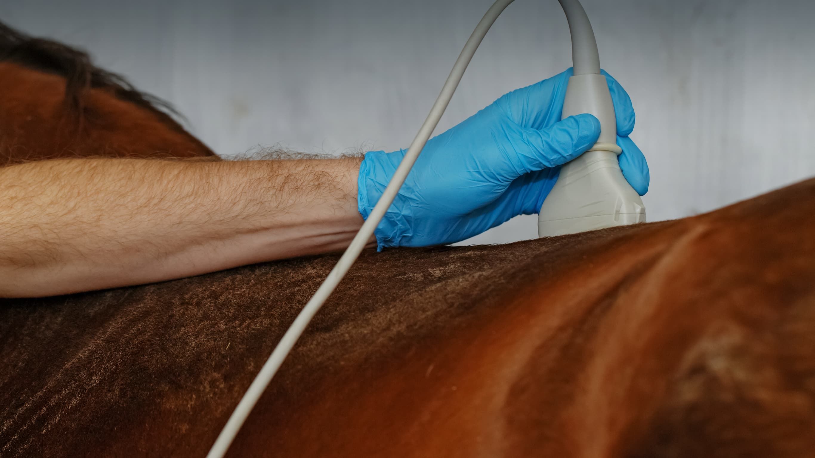 A veterinarian conducting an ultrasound examination on a horse