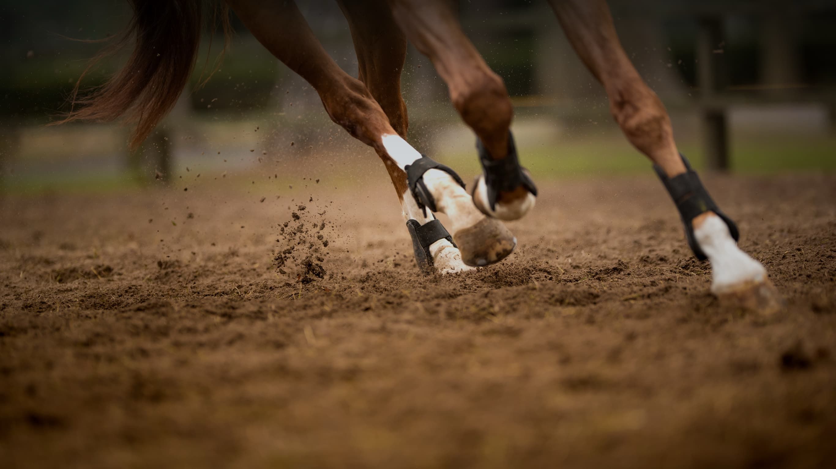 A horse at full gallop, hooves throwing up arena sand, wearing protective boots