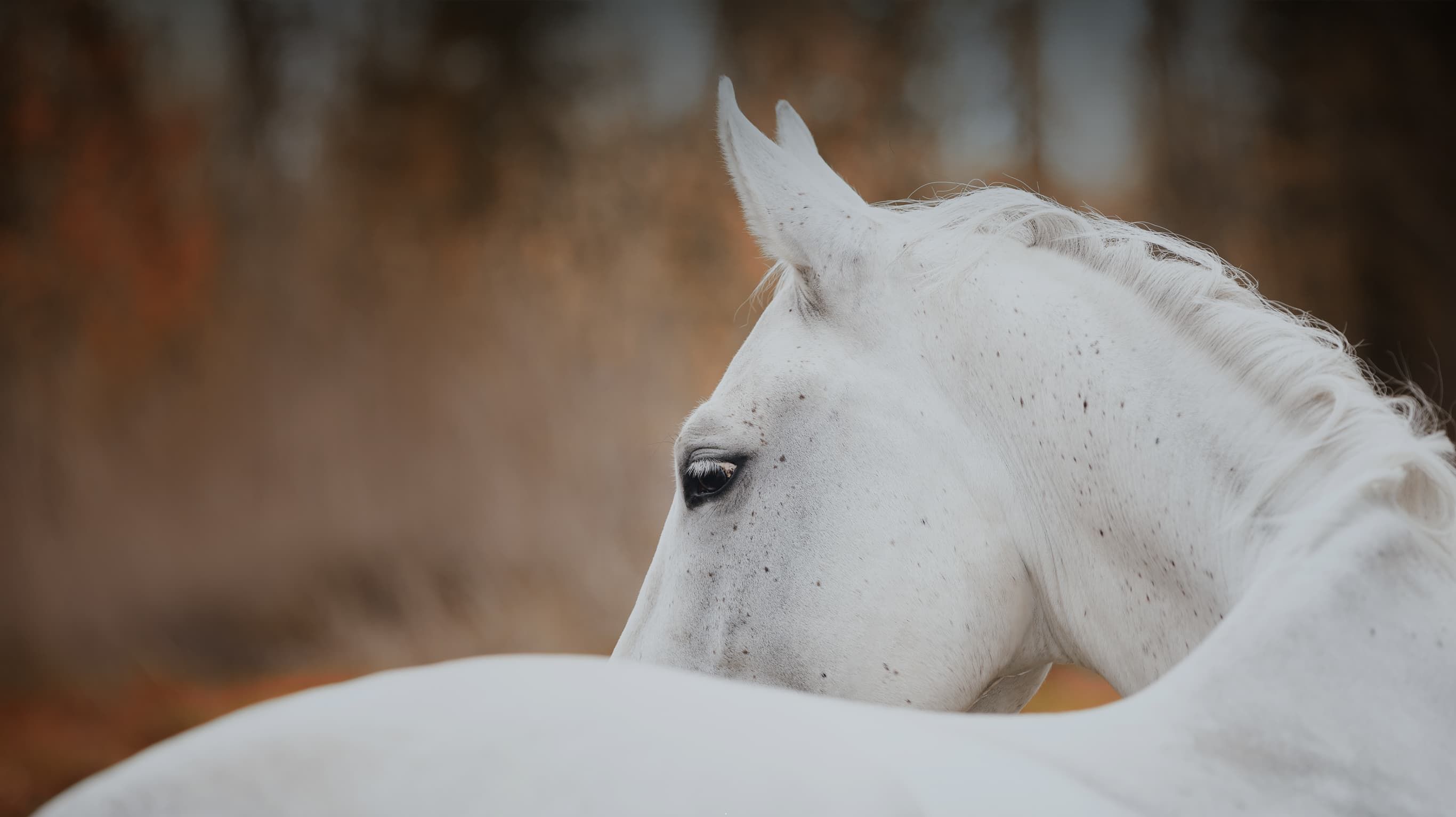 Portrait of a white horse in profile against an autumn backdrop